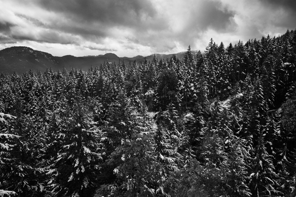 springsnow_bw_web.jpg
