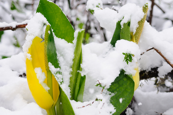 _dsc0148skunksnow2_web