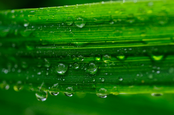 _dsc2621darkgreensummer_web