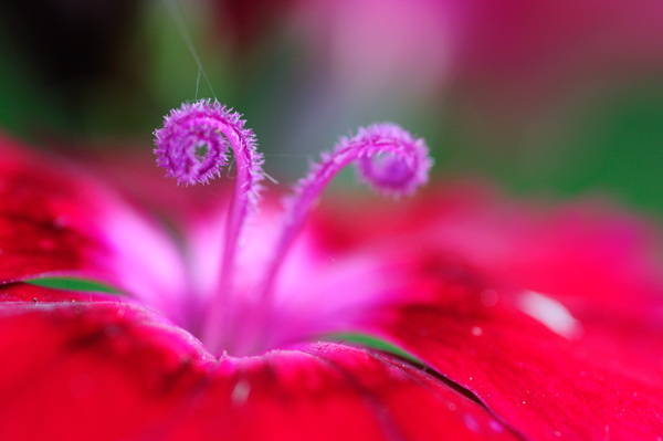 _dsc2646flowerears_web