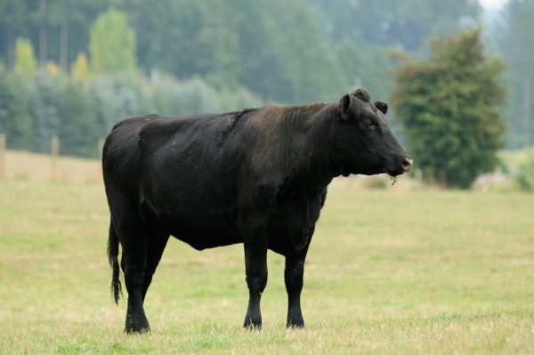 _dsc6649blackcow_web