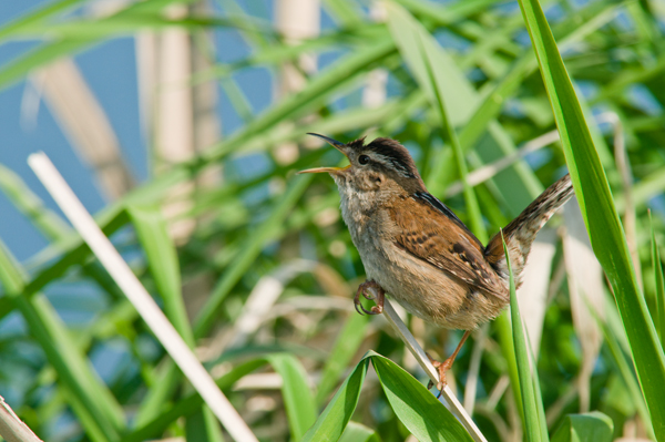_dsc1203marshwren_web