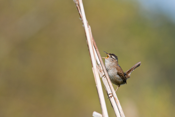 _dsc1215marshwren2_web