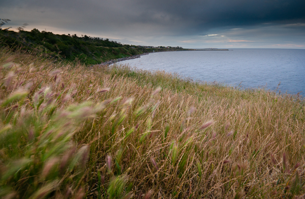 _dsc3036stormygrass_web