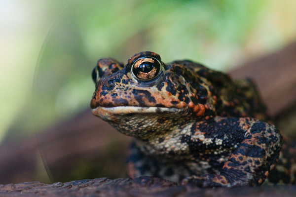 _dsc8008westerntoad_web
