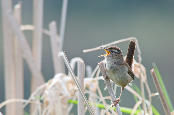_DSC0548MarshWren_web