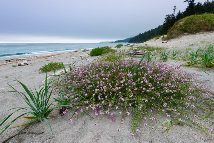 Flowers grow in sand above the high tide mark at Experiment Bight.