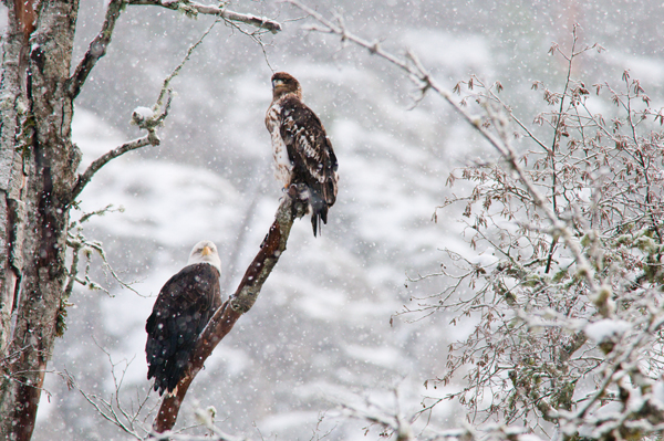 _dsc4770snowypair2_web