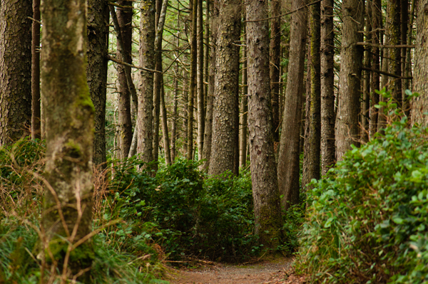 _dsc6860forestpath2_web