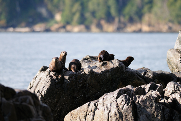 _dsc6985otterfamily_straight_web