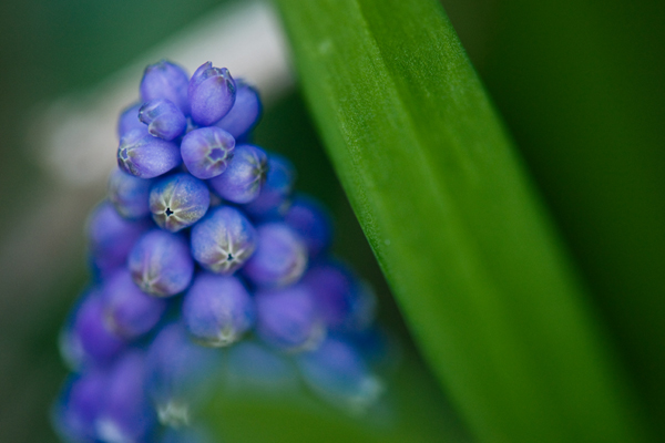 bluebells