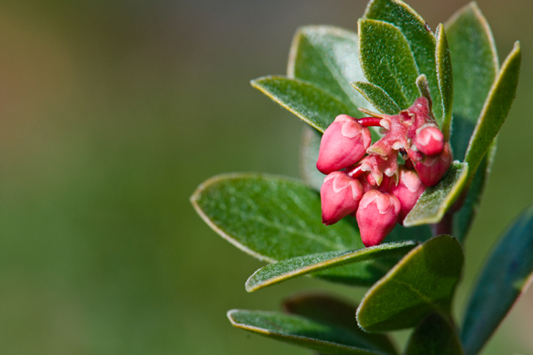 pinkbuds