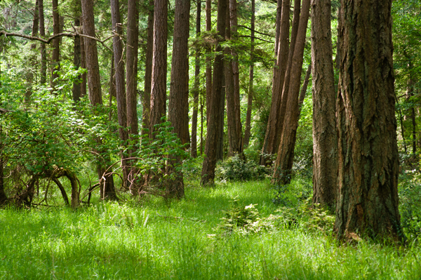 _dsc2619forest_web