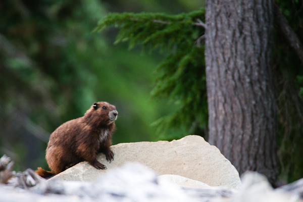 _dsc5488marmot_crop_web