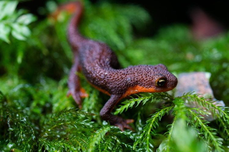 A Rough-skinned newt near Nanoose