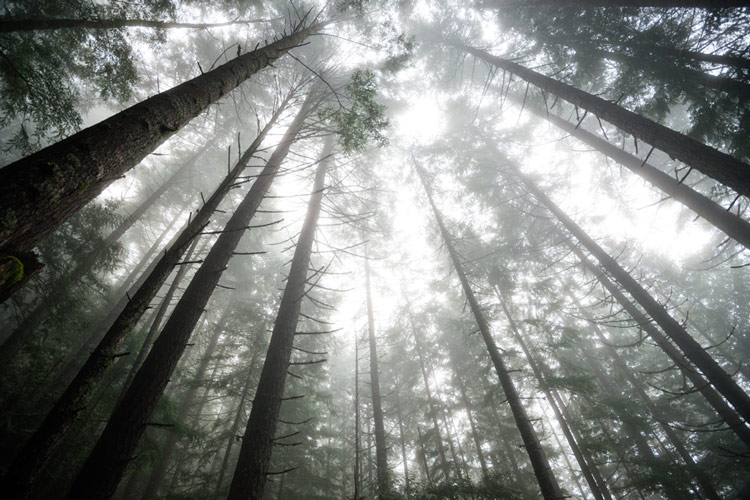 Looking up through the fog and the tree canopy on Mt Benson.