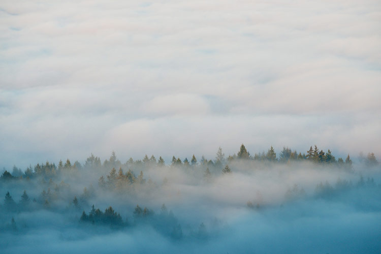 A thick blanket of fog obscures the view from the Lantzville Foothills.