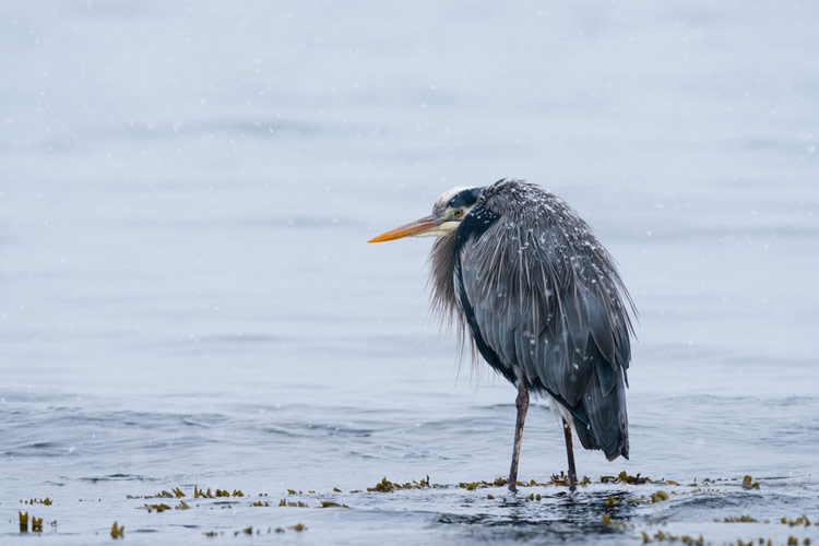 A great blue heron waits in the snow