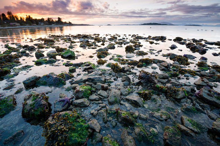 Low tide in Lantzville