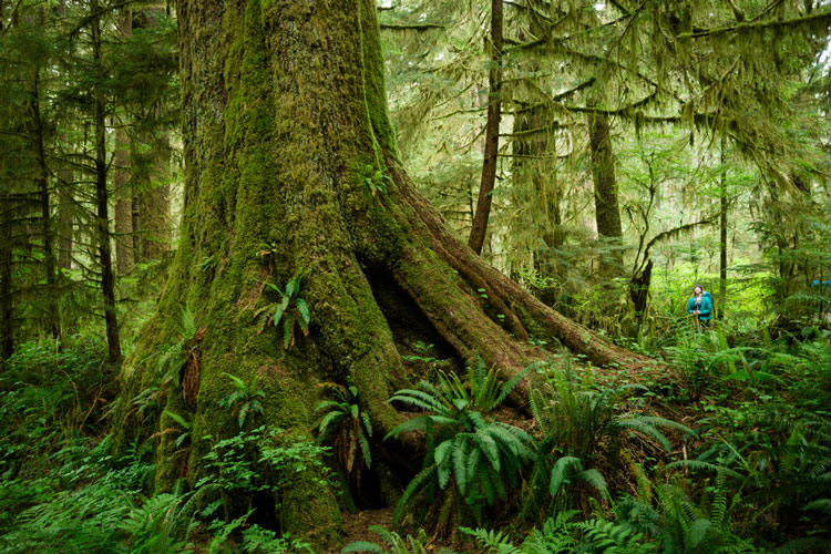 The "heaven" tree in Carmanah Walbran Provincial Park