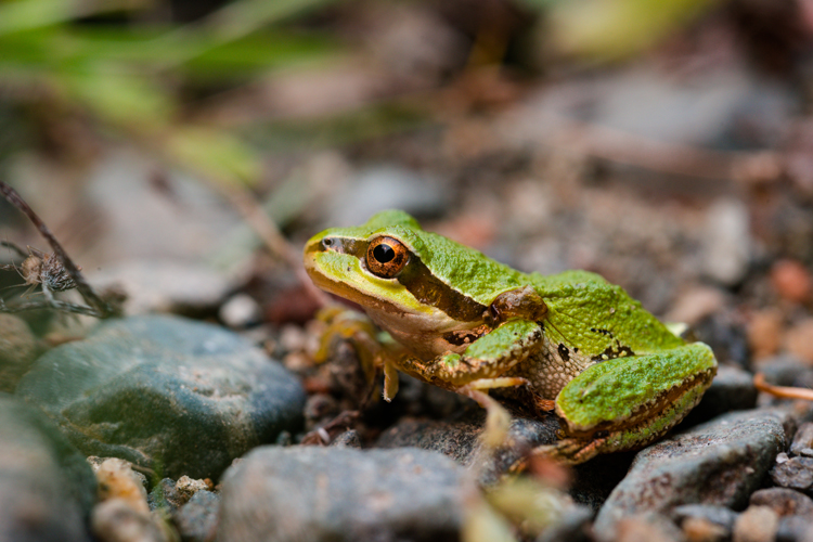 Pacific Chorus frog