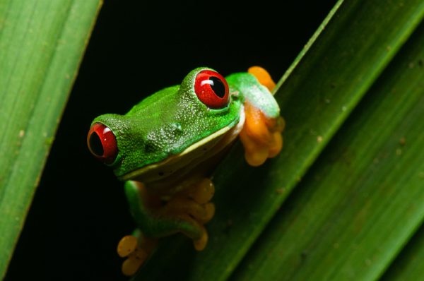 Panama